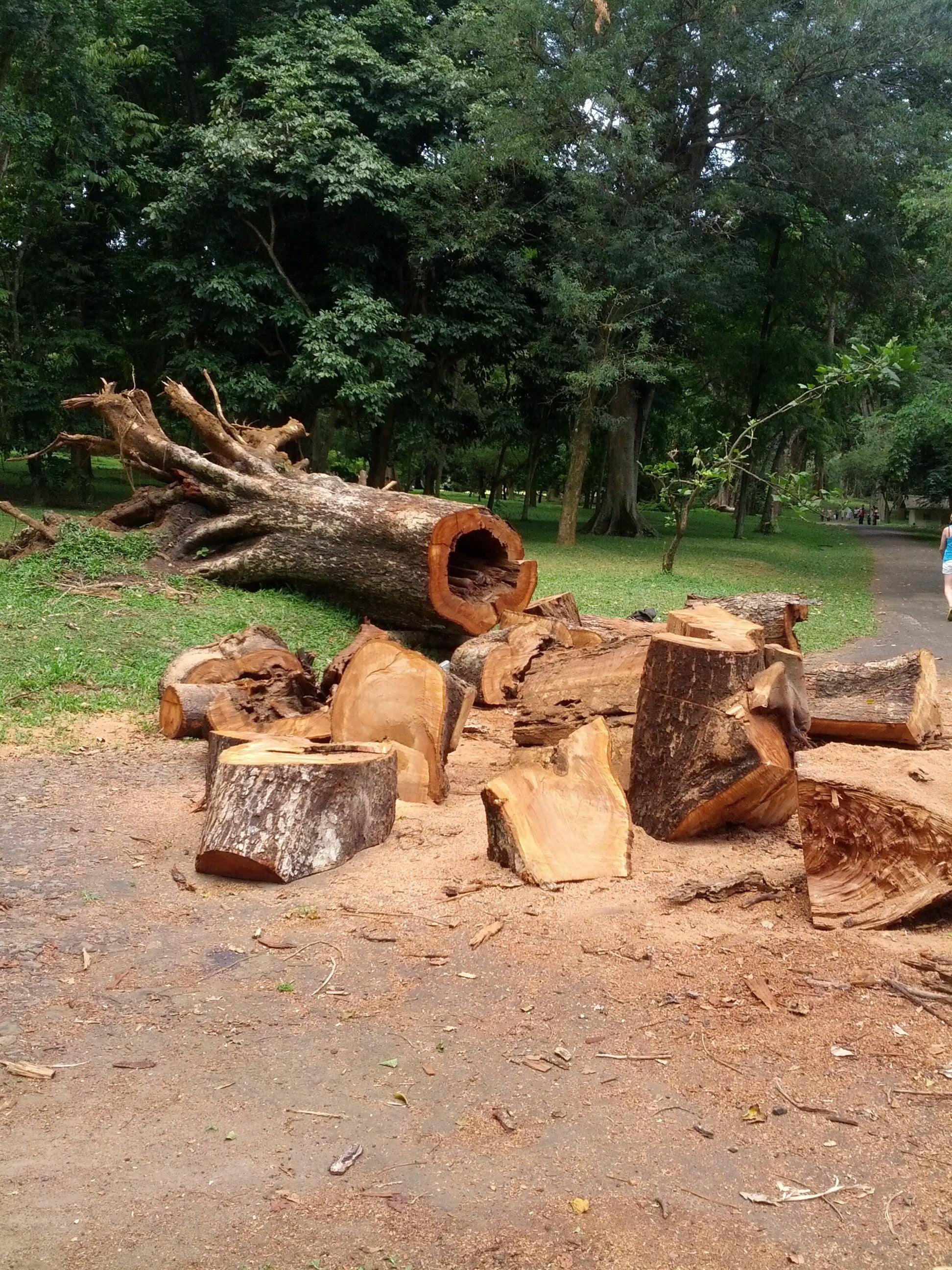 Salvaged Hardwood Logs | Reclaimed Timber for Milling & Custom Builds featuring reclaimed, architectural character and preserved material detail